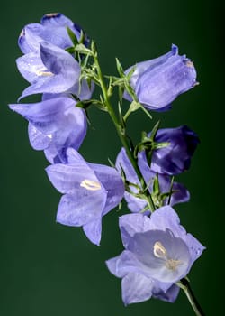 Beautiful Blooming blue bellflower or campanula on a green background. Flower head close-up.