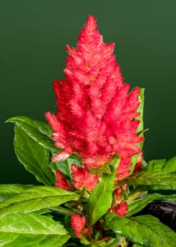 Beautiful Blooming red Celosia flower or woolflower on a green background. Flower head close-up.