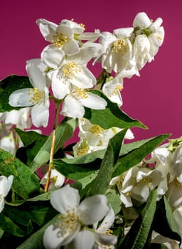 Blooming white jasmine flower on a red background. Flower head close-up.