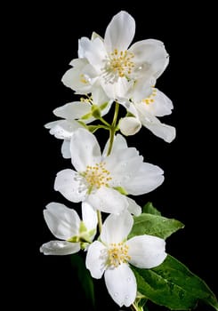 Blooming white jasmine flower on a black background. Flower head close-up.