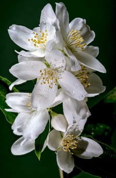 Blooming white jasmine flower on a green background. Flower head close-up.