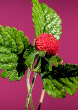 Beautiful Blooming red Duchesnea indica or faise strawberry on a pink background. Flower head close-up.