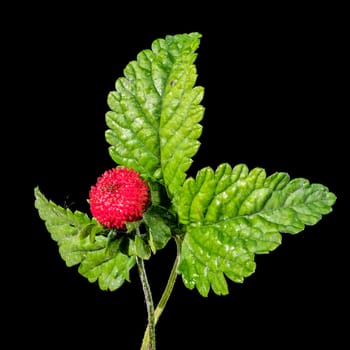 Beautiful Blooming red Duchesnea indica or faise strawberry on a black background. Flower head close-up.