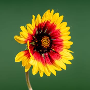 Beautiful Blooming red Gaillardia or blanket flower on a green background. Flower head close-up.