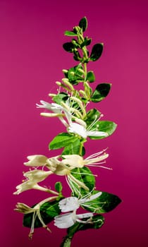 Beautiful Blooming white decorative honeysuckle on a pink background. Flower head close-up.