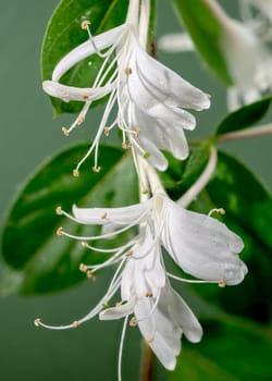 Beautiful Blooming white decorative honeysuckle on a green background. Flower head close-up.