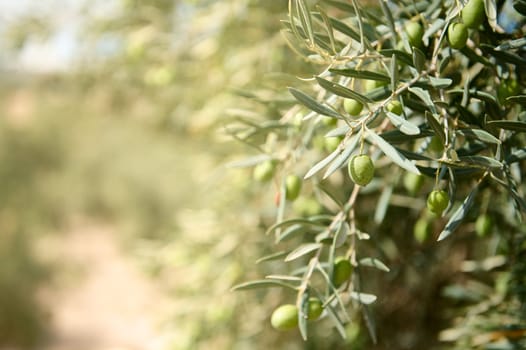 Close-up of green olives hanging on a branch in an olive orchard. The image captures the natural, fresh, and organic feel of the olives and leaves in a sunny setting.