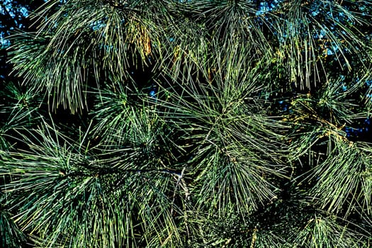 an evergreen coniferous tree that has clusters of long needle shaped leaves.