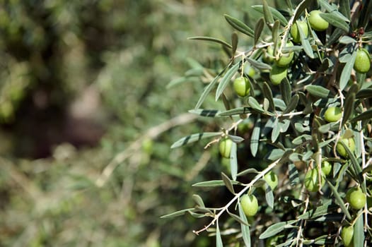 A detailed close-up of green olives hanging from an olive tree branch. Captures the natural beauty of fresh olives in an outdoor orchard.