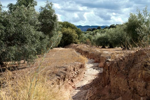 Photo of a dry riverbed running through an arid landscape, surrounded by olive trees under a cloudy sky, showcasing the impact of drought.