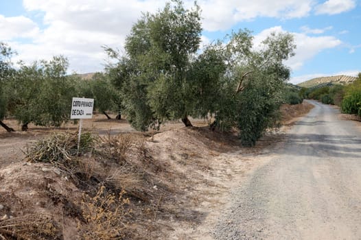 A dirt road meanders through a rural landscape with a private hunting area sign amidst lush olive trees under a partly cloudy sky. The scene exudes a peaceful countryside vibe.