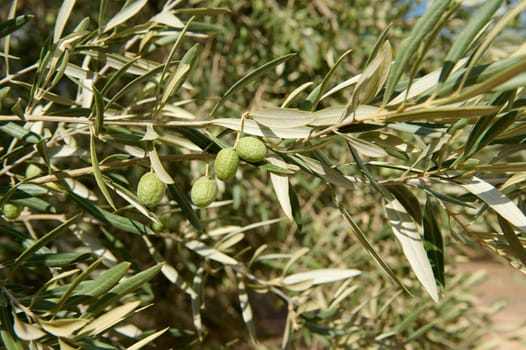 Detailed shot of green olives on a branch in a sunny Mediterranean grove. Ideal for agricultural, health, and food-related concepts.