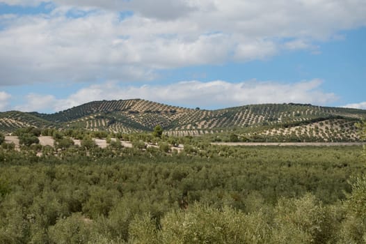 Beautiful landscape of extensive olive groves on rolling hills, with a clear blue sky and scattered clouds in the background. Perfect for agricultural, nature, and scenic concepts.