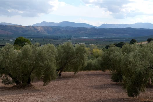 A peaceful olive grove stretches out towards majestic mountains under a partly cloudy sky, capturing the beauty of nature and tranquility in a rural setting.