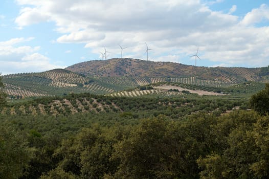 Beautiful view of an expansive olive grove set against rolling hills topped with wind turbines under a cloudy sky. A serene representation of sustainable agriculture and renewable energy.