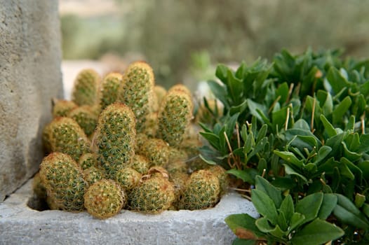 Close-up of small cactus plants growing next to a bed of green foliage. The scene showcases a natural garden setting with a mix of succulents and leafy plants.