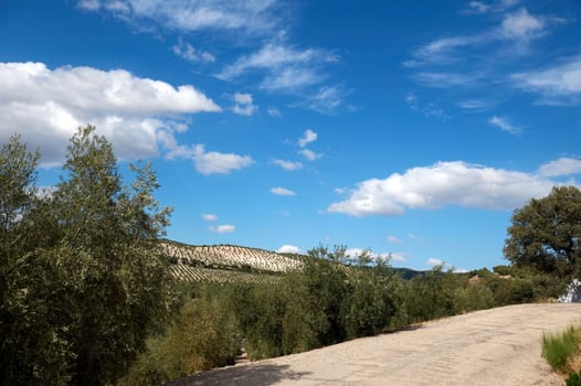 Beautiful countryside scene featuring lush olive trees, clear blue sky, and distant rolling hills. Ideal for nature, agricultural, and travel themes.