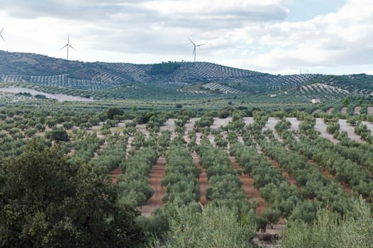 A panoramic view of a vast olive tree orchard set against rolling hills and wind turbines under a cloudy sky, showcasing agricultural and renewable energy landscapes.