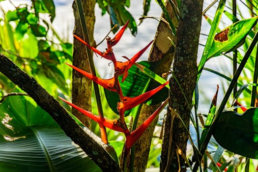 Native flower, Heliconia acuminata, inside the preserved rainforest in Ilhabela, coast of São Paulo