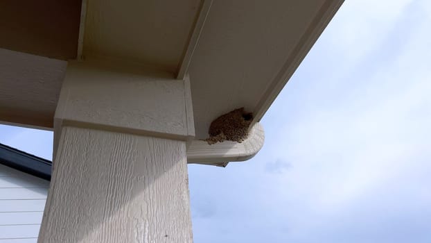 Close-up view of a bird nest tucked under the roof of a suburban house, captured against a clear blue sky. The nest is situated near the house gutter system, highlighting a common nesting spot for birds.