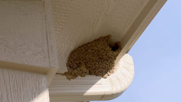 Close-up view of a bird nest tucked under the roof of a suburban house, captured against a clear blue sky. The nest is situated near the house gutter system, highlighting a common nesting spot for birds.