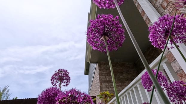 A stunning close-up view of vibrant purple Allium flowers in full bloom within a garden bed. The lush green lawn and a wooden fence provide a beautiful backdrop, highlighting the flowers rich color and spherical shape.