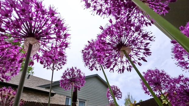 A stunning close-up view of vibrant purple Allium flowers in full bloom within a garden bed. The lush green lawn and a wooden fence provide a beautiful backdrop, highlighting the flowers rich color and spherical shape.