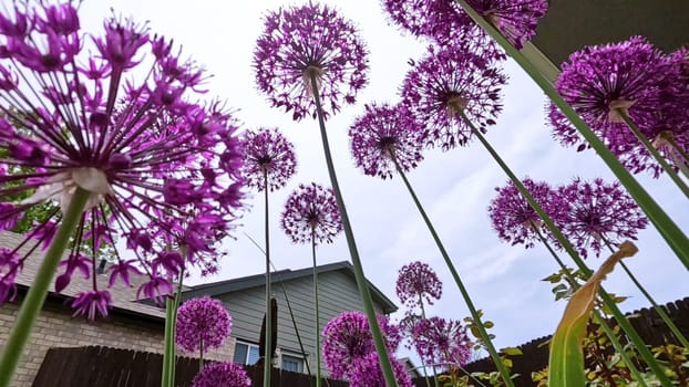 A stunning close-up view of vibrant purple Allium flowers in full bloom within a garden bed. The lush green lawn and a wooden fence provide a beautiful backdrop, highlighting the flowers rich color and spherical shape.