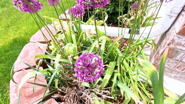 A stunning close-up view of vibrant purple Allium flowers in full bloom within a garden bed. The lush green lawn and a wooden fence provide a beautiful backdrop, highlighting the flowers rich color and spherical shape.