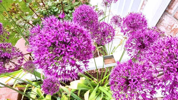 A stunning close-up view of vibrant purple Allium flowers in full bloom within a garden bed. The lush green lawn and a wooden fence provide a beautiful backdrop, highlighting the flowers rich color and spherical shape.