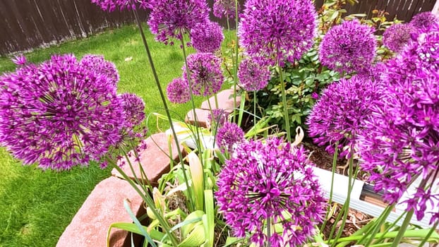 A stunning close-up view of vibrant purple Allium flowers in full bloom within a garden bed. The lush green lawn and a wooden fence provide a beautiful backdrop, highlighting the flowers rich color and spherical shape.