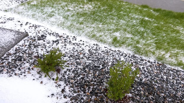 A lawn and rock garden blanketed in hail following a storm, with the green grass and small shrubs peeking through the layer of ice. The contrast between the white hail and the greenery creates a striking visual effect.