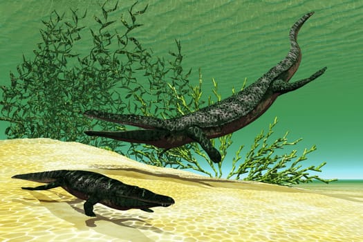 Archegosaurus was a carnivorous freshwater amphibian that lived in Europe during the Permian Age.