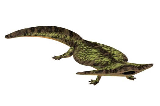 Diplocaulus was an amphibian tetrapod that lived in the Permian and Carboniferous Periods of North America and Africa.