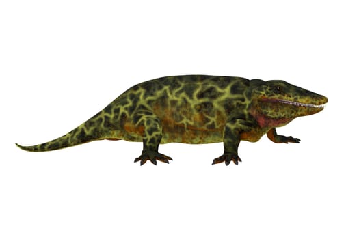 Eryops was an semi-aquatic ambush predator much like the modern crocodile and lived in Texas, New Mexico and the Eastern USA in the Permian Period.