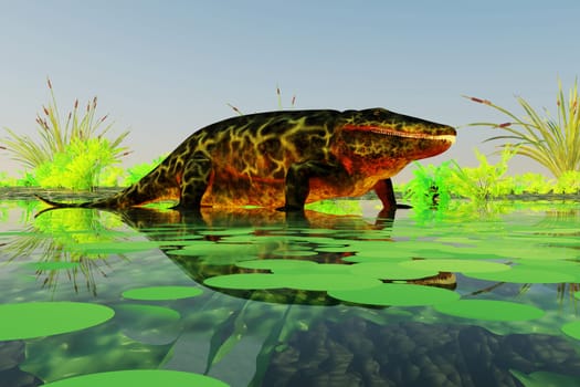 Eryops was an semi-aquatic ambush predator much like the modern crocodile and lived in Texas, New Mexico and the Eastern USA in the Permian Period.