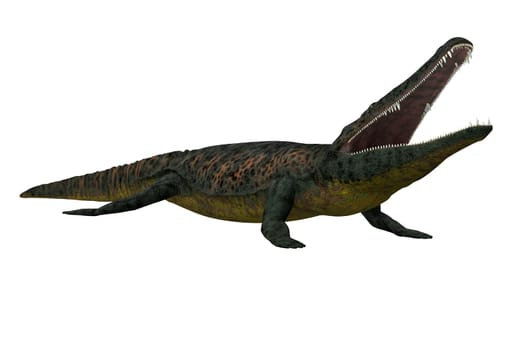 Archegosaurus was a carnivorous freshwater amphibian that lived in Europe during the Permian Age.