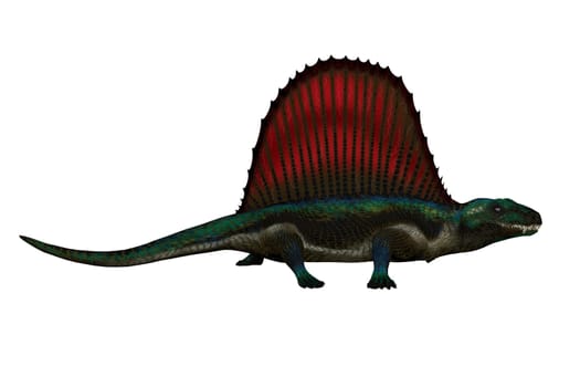 Dimetrodon was a mammal-like sailback reptile that lived in the Permian Period of North America and Europe.