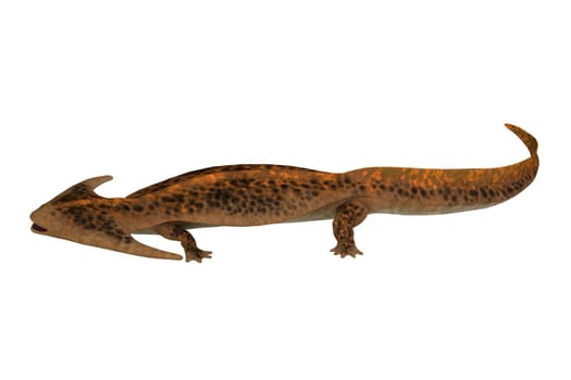 Diplocaulus was an amphibian tetrapod that lived in the Permian and Carboniferous Periods of North America and Africa.