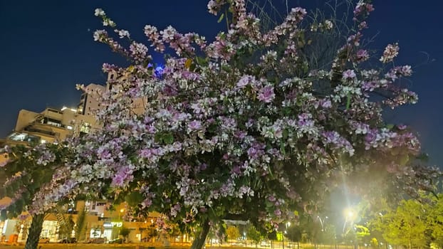 beautiful tree with flowers at night nature. High quality photo