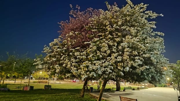 beautiful tree with flowers at night nature. High quality photo