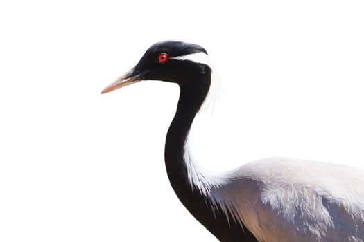 crane isolated on white background, birds
