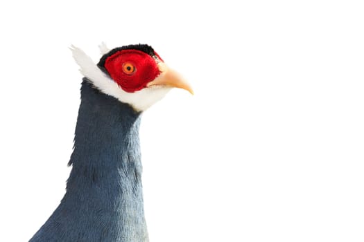 pheasant isolated on white background, birds