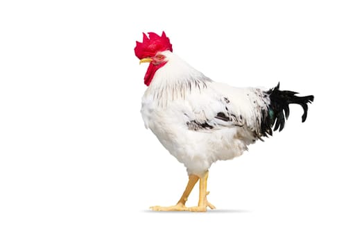 rooster isolated on white background, birds