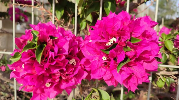 beautiful flowers pink bougainvillea, plants nature, spring summer. High quality photo