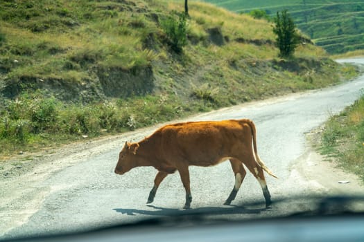 A brown cow is walking down a road. The road is empty and there are no other people or animals in the scene