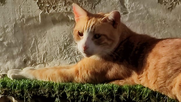 Ginger red cat sitting on a concrete green fence, pets, animal. High quality photo
