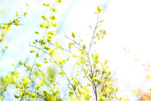 Natural environment, botanical textures and bioenergy concept - Green leaves in springtime, nature background