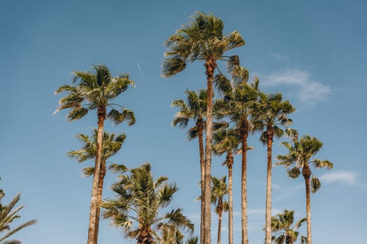 Tall palm trees sway against a clear blue sky, creating a serene and tropical atmosphere. Sant Antoni beach, Cullera, Spain