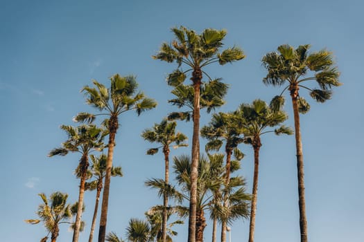 Group of tall palm trees reaching up towards the blue sky, capturing the essence of a tropical beach environment. Sant Antoni beach, Cullera, Spain